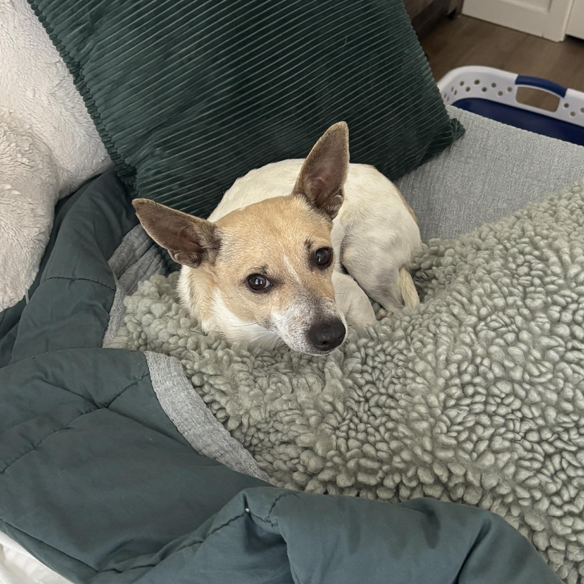 Enlarge Benny, a ADOPTABLE mixed breed in Boulder, CO image 3/6