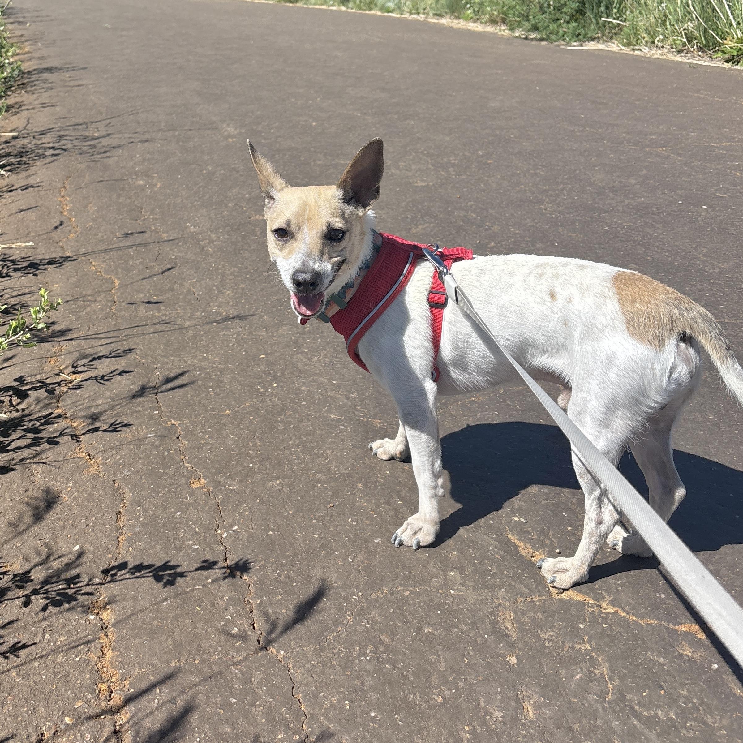 Enlarge Benny, a ADOPTABLE mixed breed in Boulder, CO image 6/6