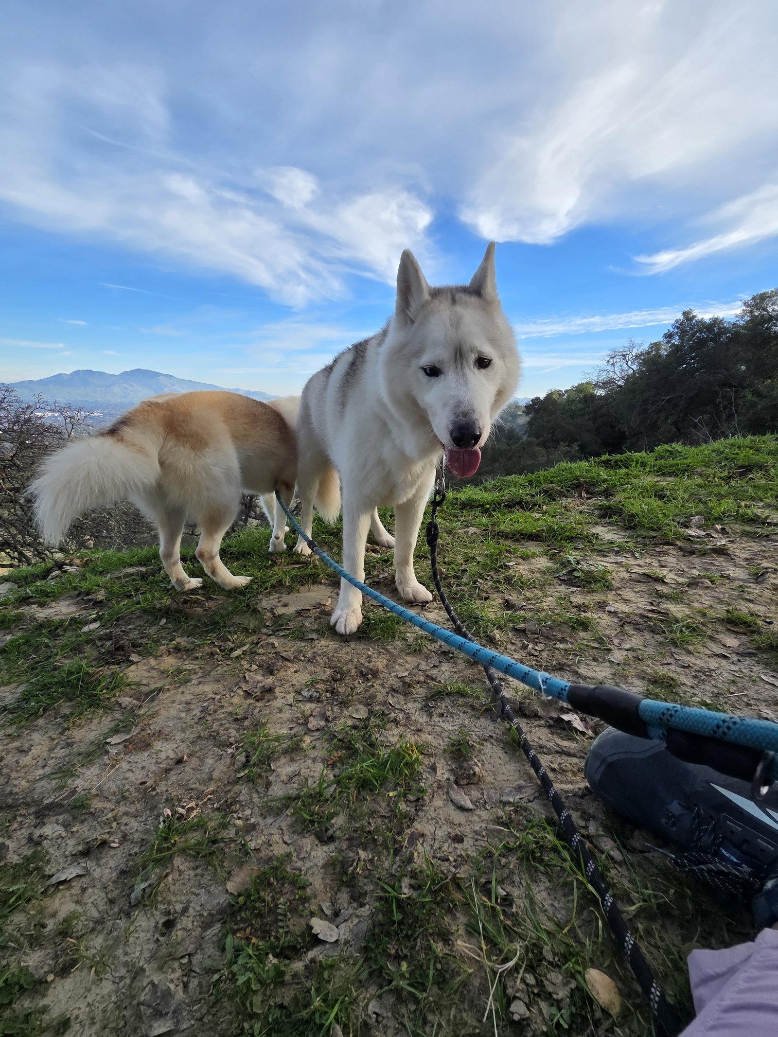 Winter, Adoptable, Adult Male Siberian Husky.