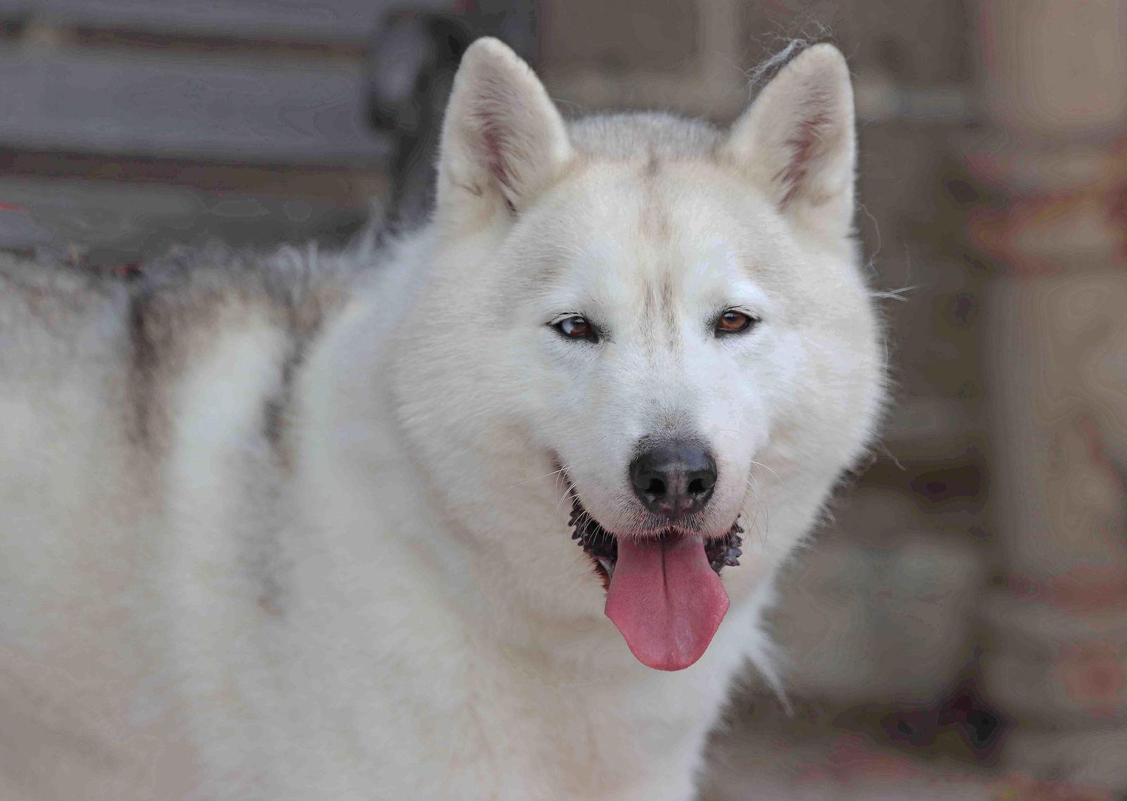 Winter, Adoptable, Adult Male Siberian Husky.