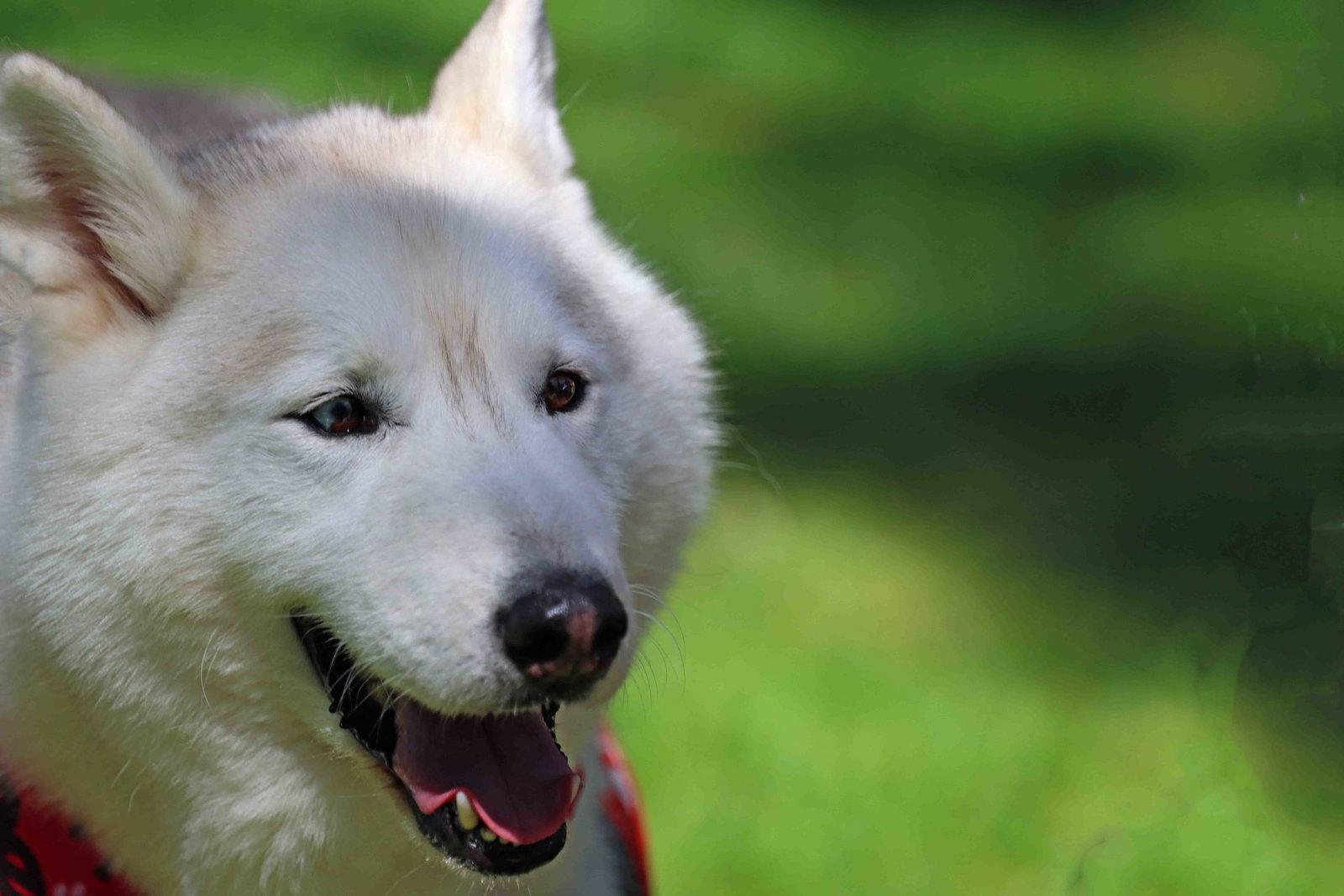 Winter, Adoptable, Adult Male Siberian Husky.