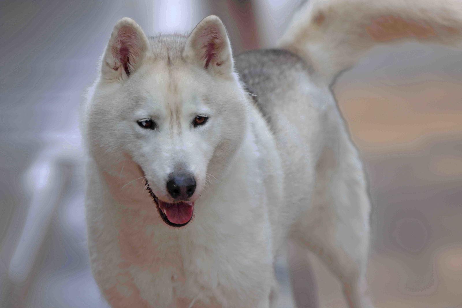 Enlarge Winter, a Adoptable Siberian Husky in Walnut Creek, CA image 2/3