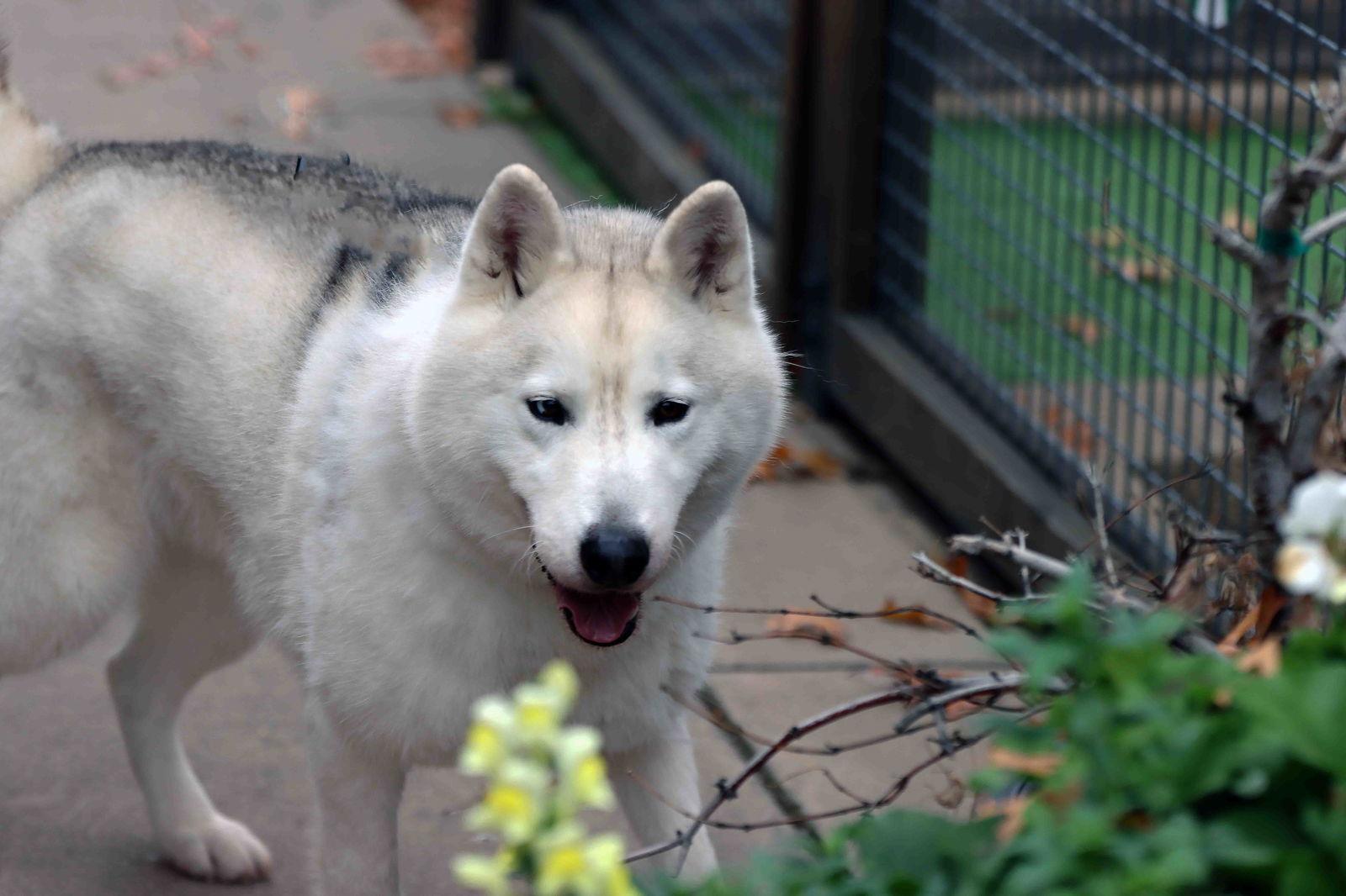 Enlarge Winter, a Adoptable Siberian Husky in Walnut Creek, CA image 3/3