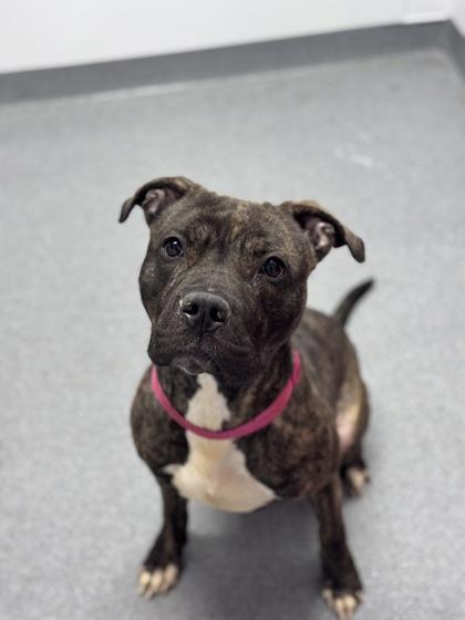 Luna — thumbnail 2