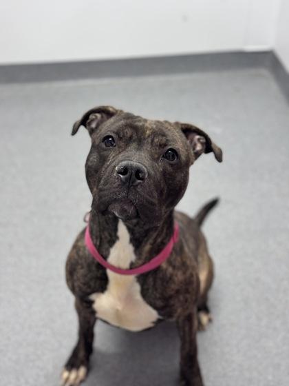 Luna — thumbnail 3