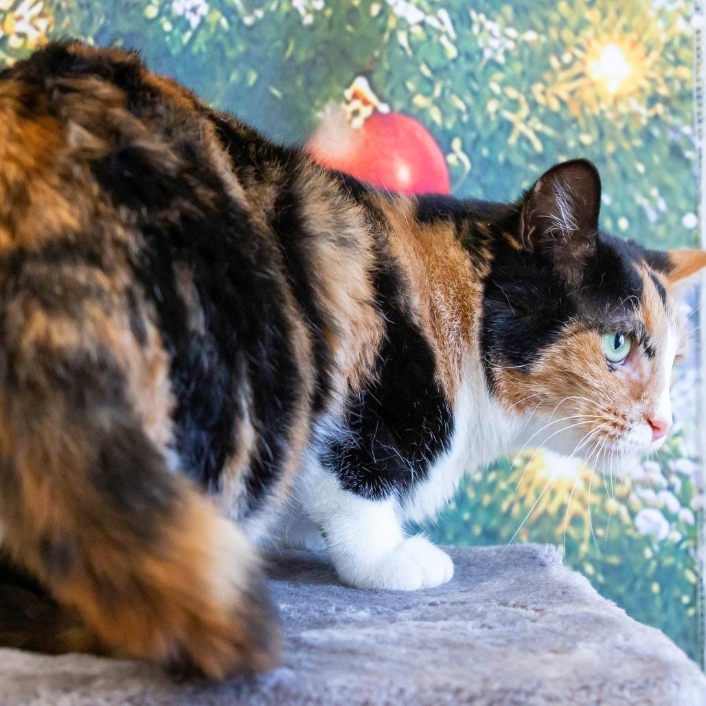 Enlarge Sabrina Spellman, a Adoptable Domestic Short Hair in Cartersville, GA image 1/4