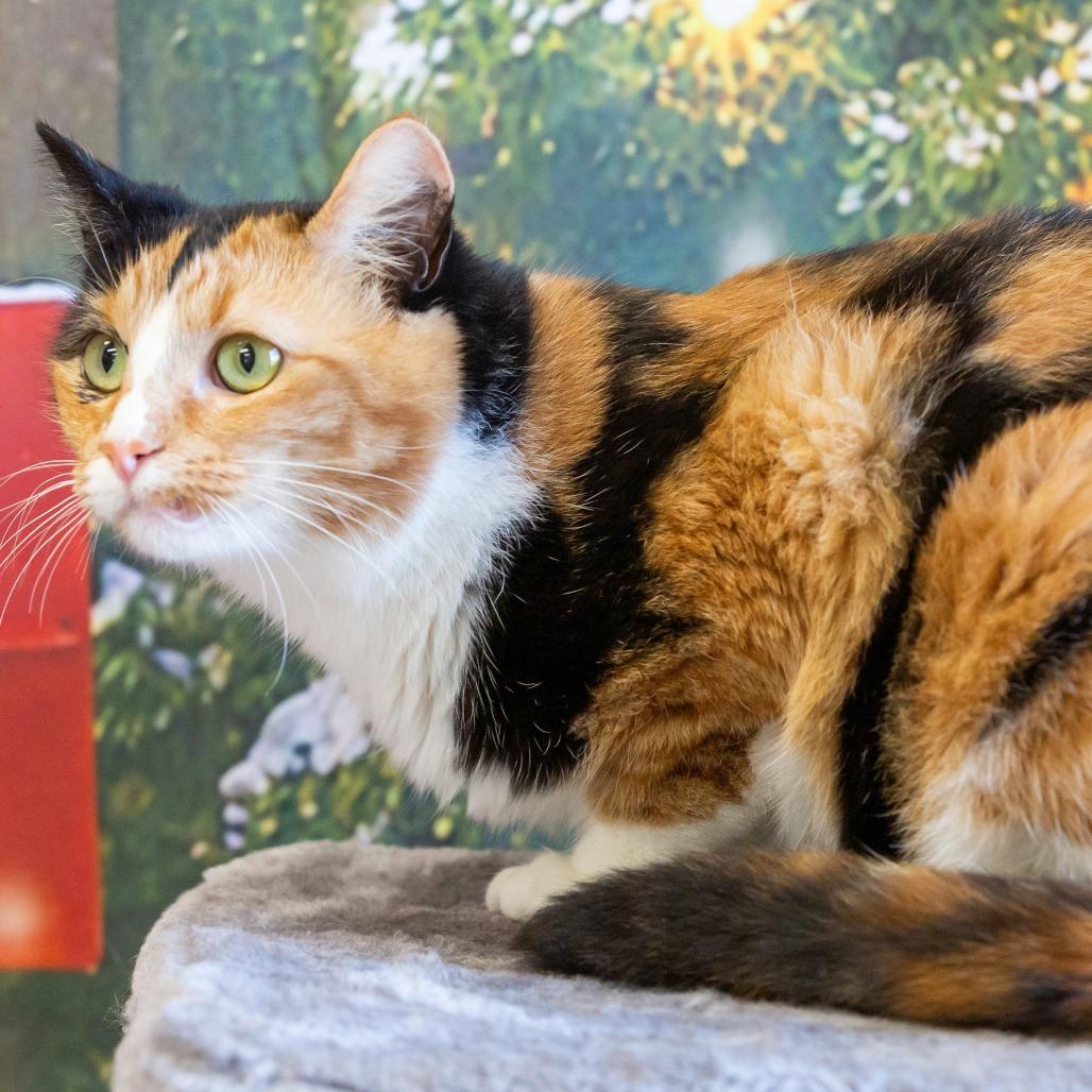 Enlarge Sabrina Spellman, a Adoptable Domestic Short Hair in Cartersville, GA image 2/4