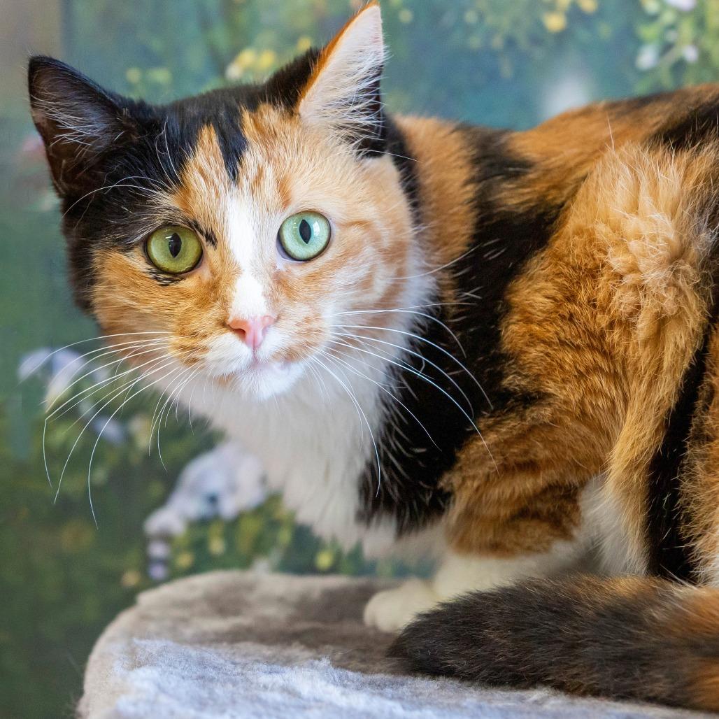 Enlarge Sabrina Spellman, a Adoptable Domestic Short Hair in Cartersville, GA image 3/4