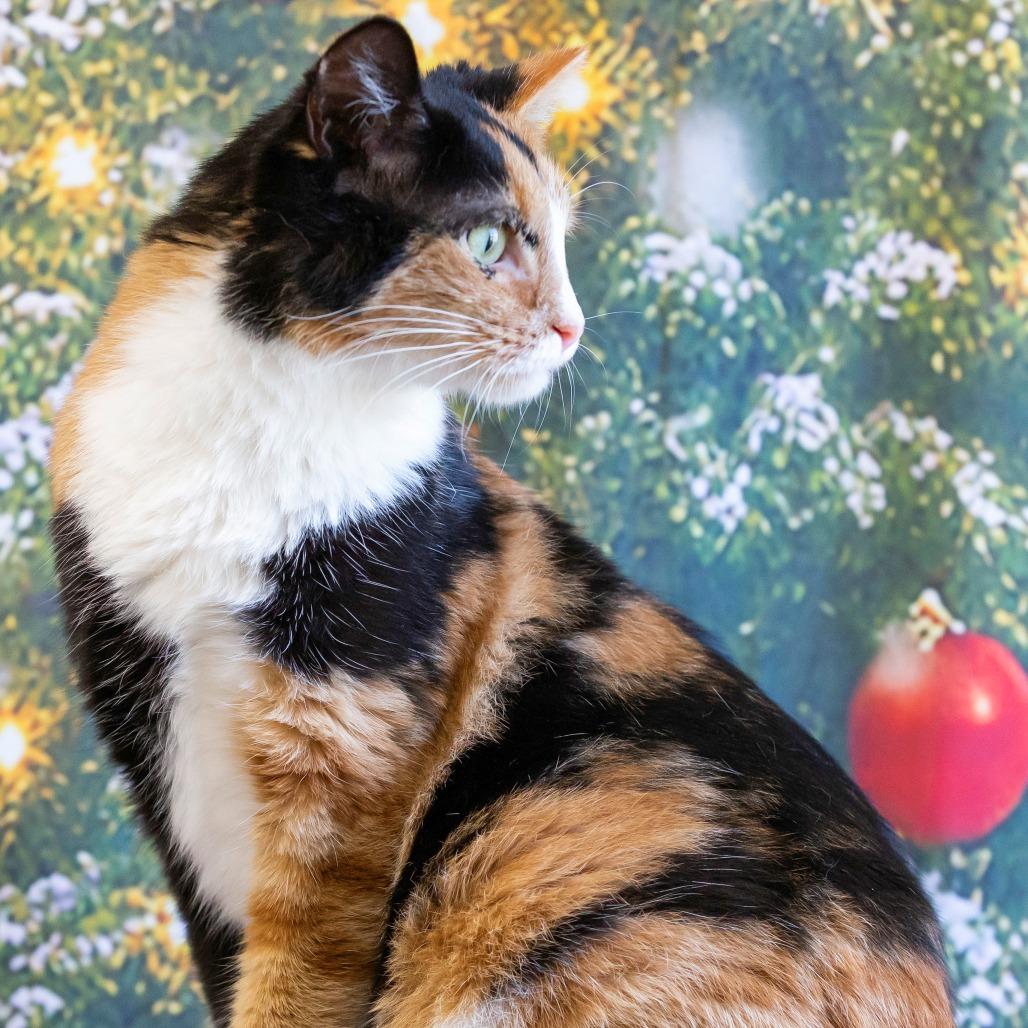 Enlarge Sabrina Spellman, a Adoptable Domestic Short Hair in Cartersville, GA image 4/4