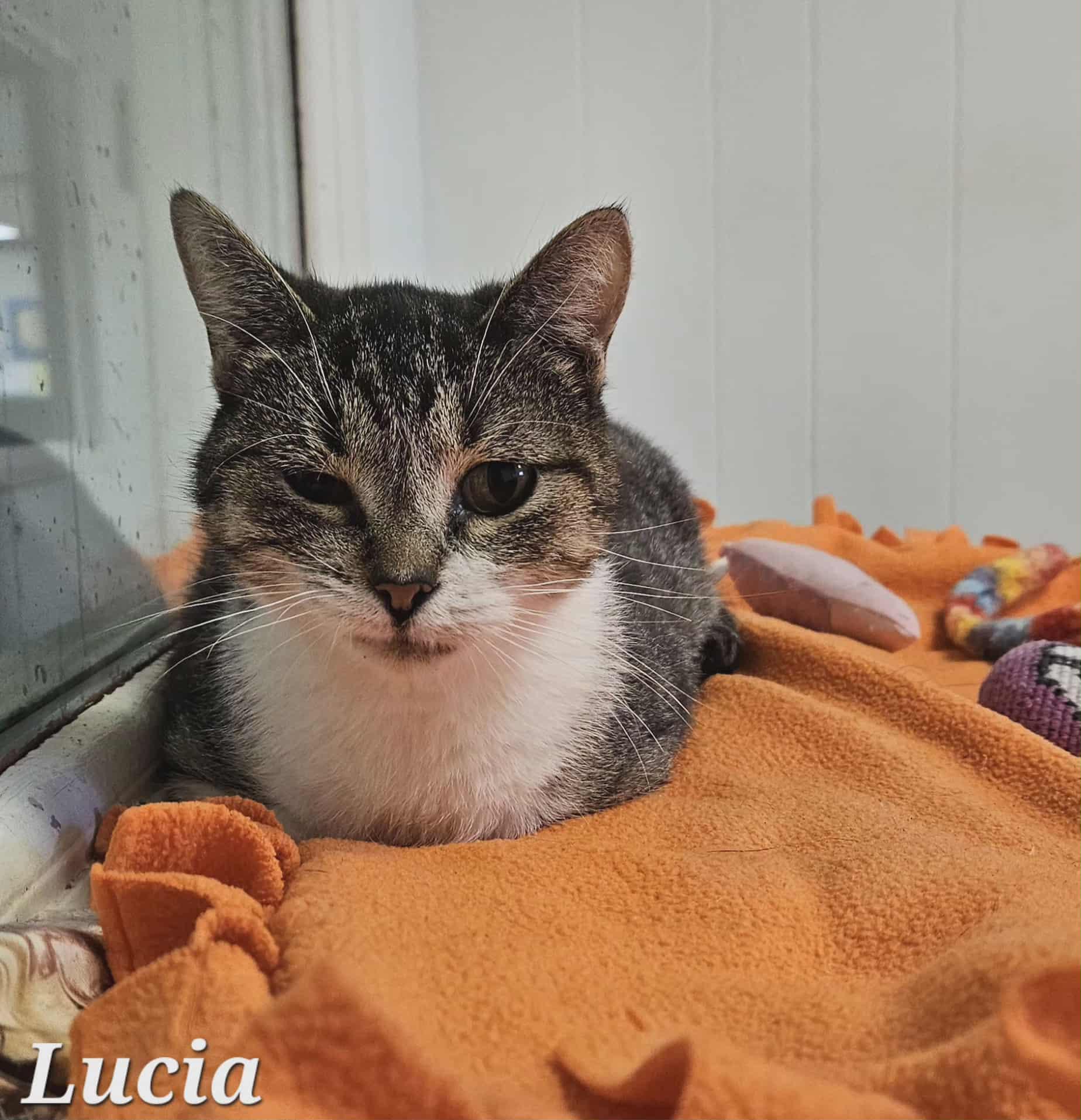 Cat for adoption - Lucia, a Domestic Short Hair in Wapakoneta, OH ...