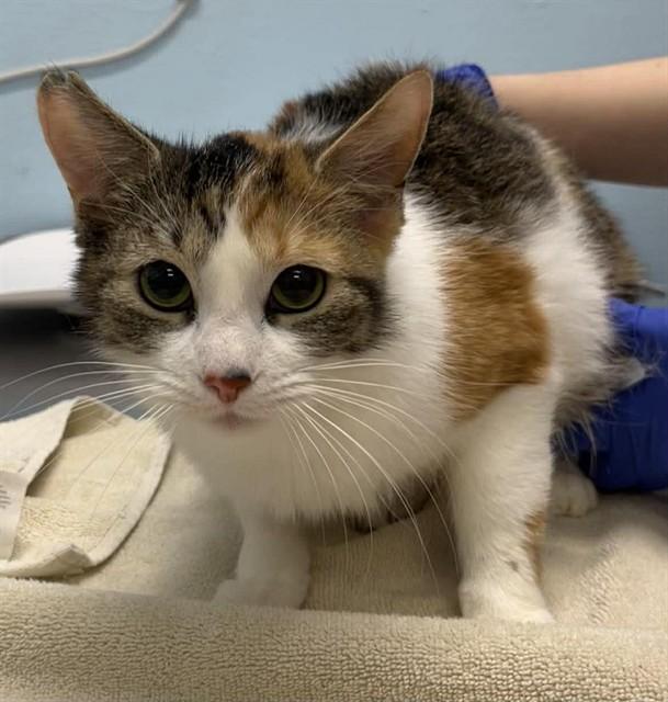 Enlarge BRIOCHE, a Adoptable Domestic Short Hair in London, ON image 1/1