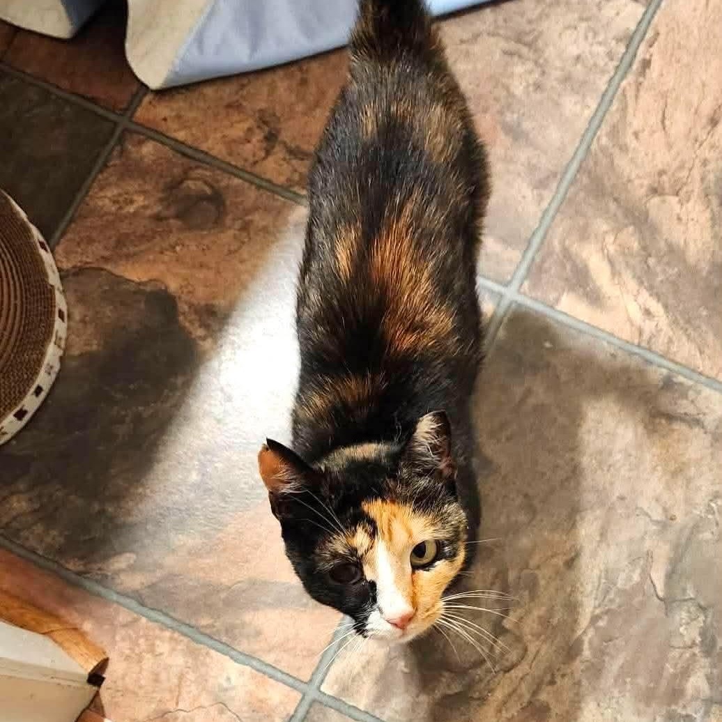 Cassiopeia, a ADOPTABLE Domestic Short Hair in Fort Oglethorpe, GA image 2/2