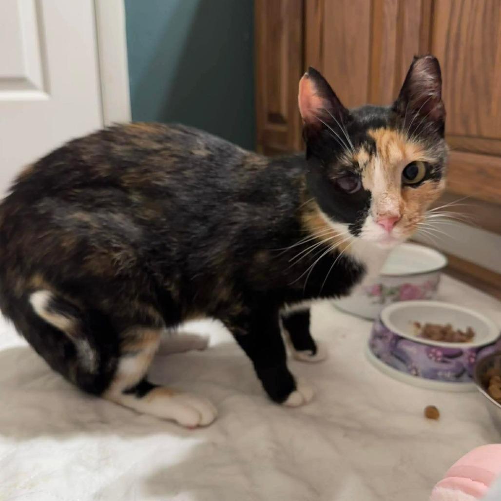 Cassiopeia, a ADOPTABLE Domestic Short Hair in Fort Oglethorpe, GA image 1/2