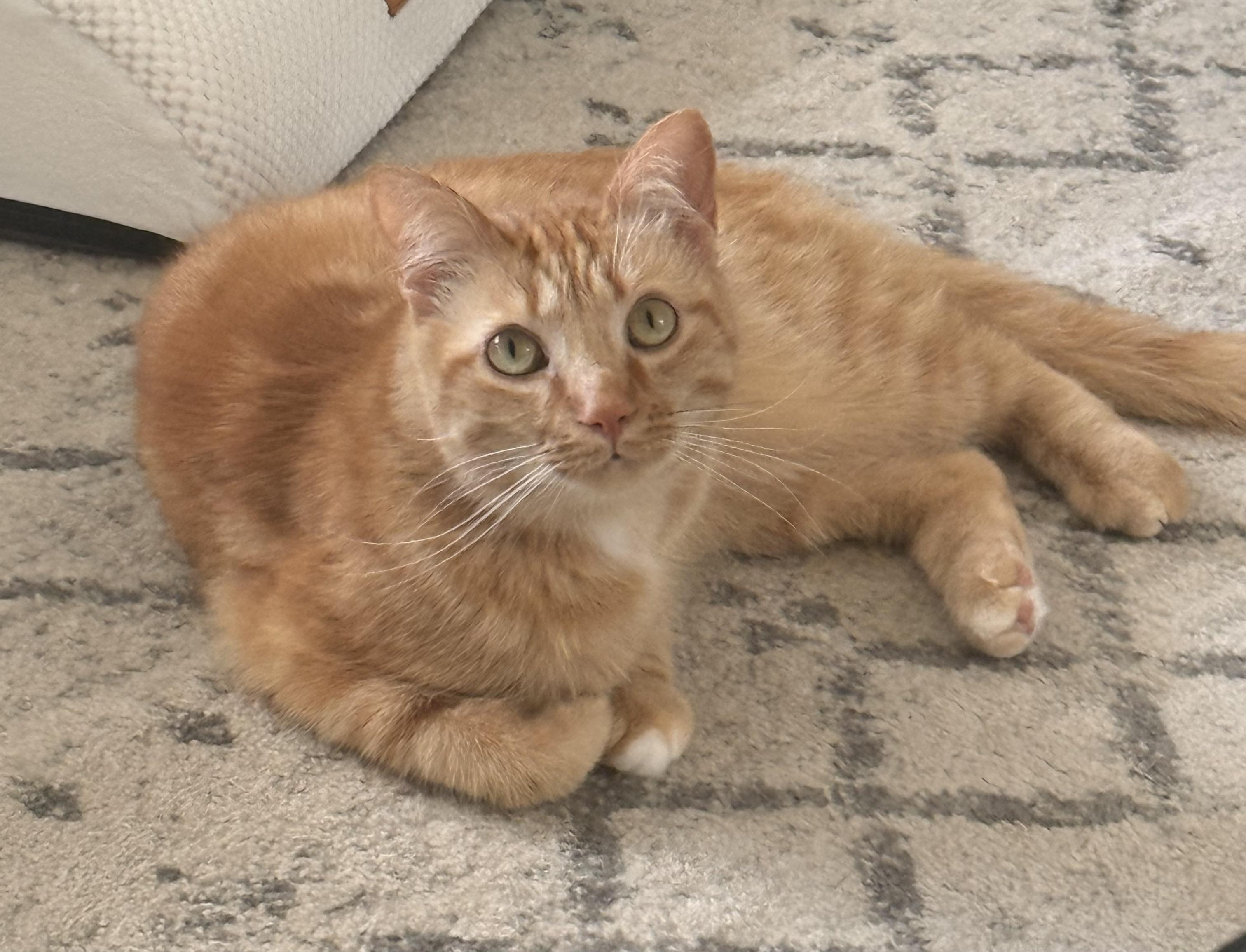 Remi (he's a dog-cat), ADOPTABLE, Young Male Tabby.