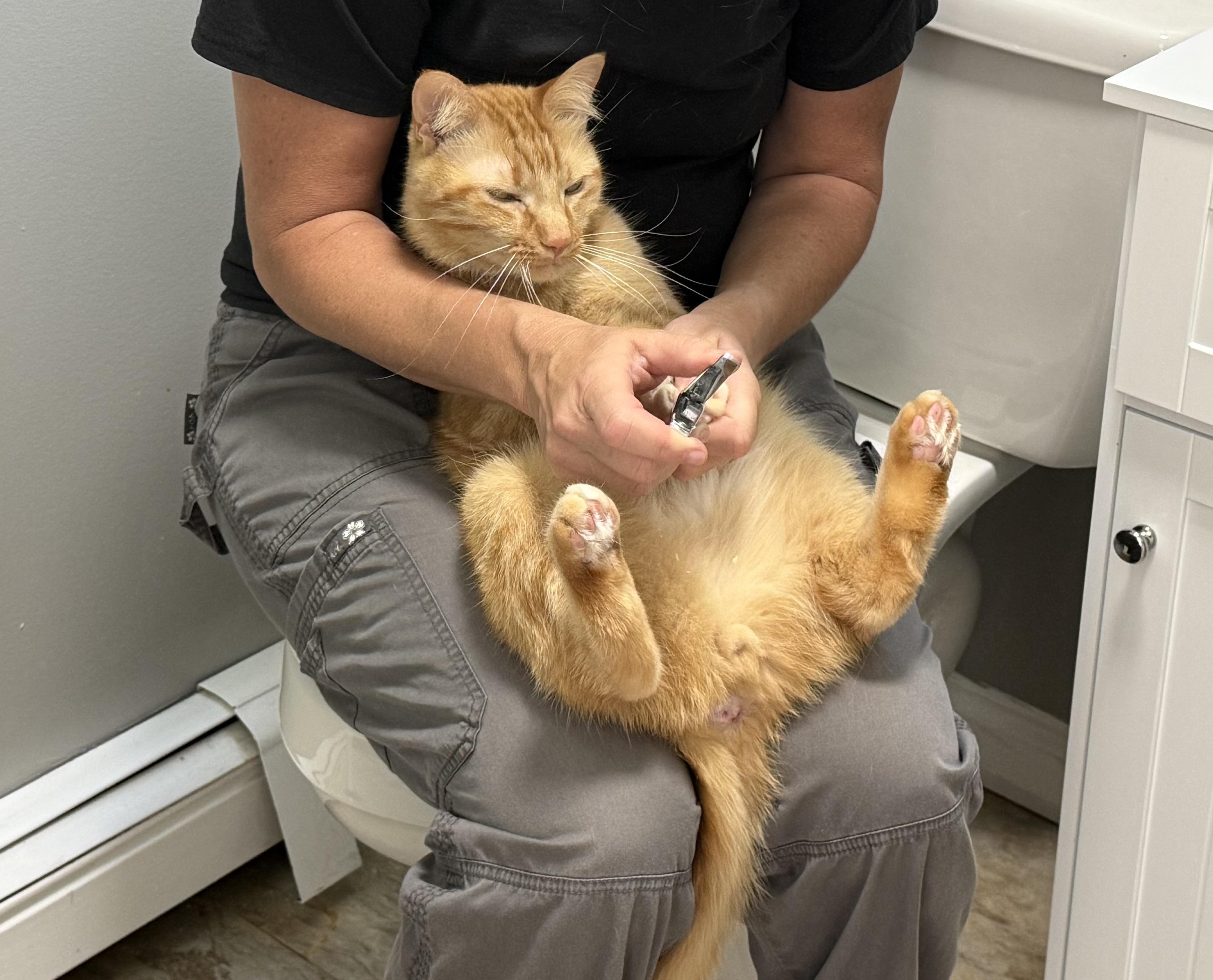 Remi (he's a dog-cat), a ADOPTABLE mixed breed in New Milford, CT image 6/6