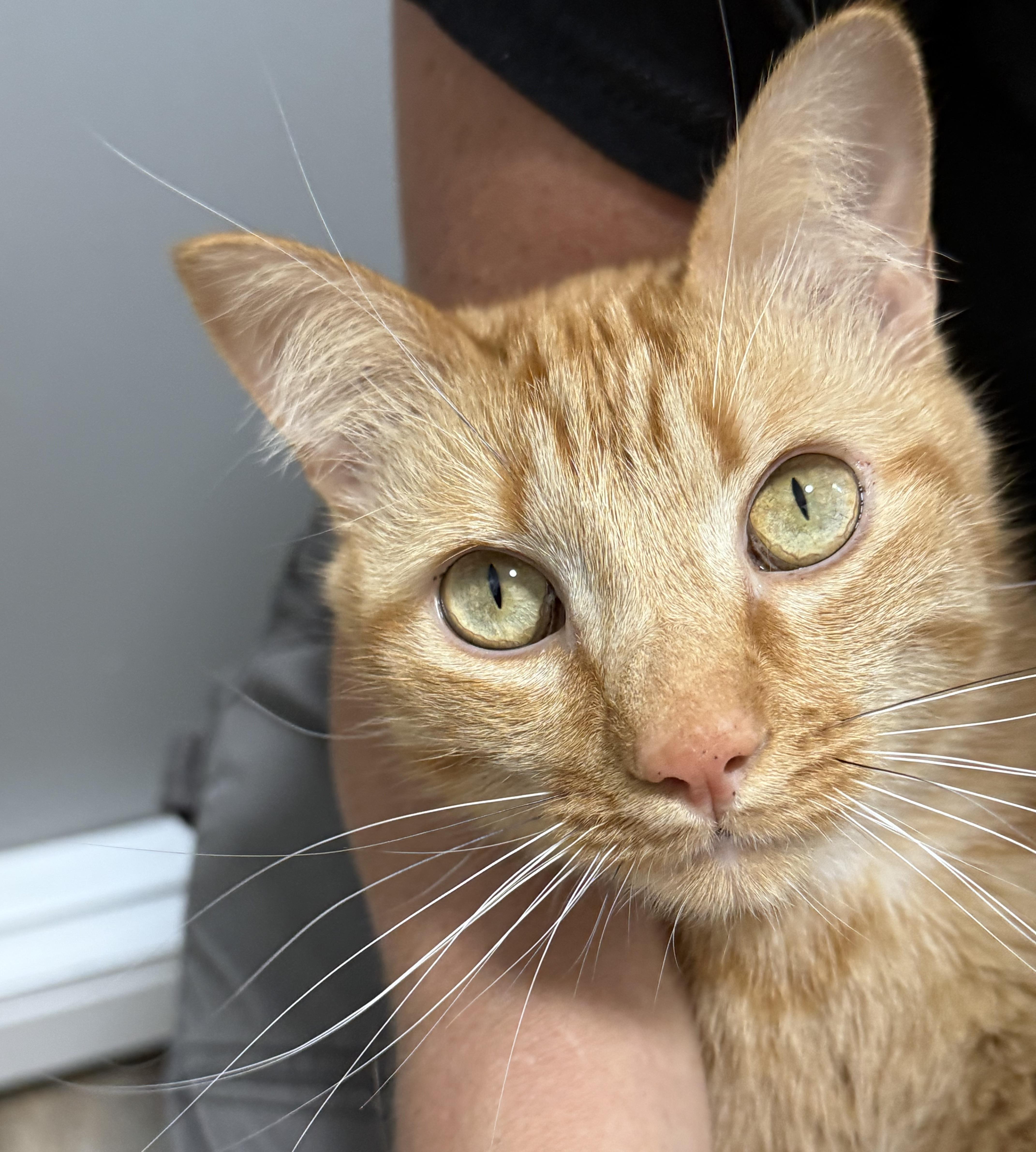 Remi (he's a dog-cat), a ADOPTABLE mixed breed in New Milford, CT image 2/6