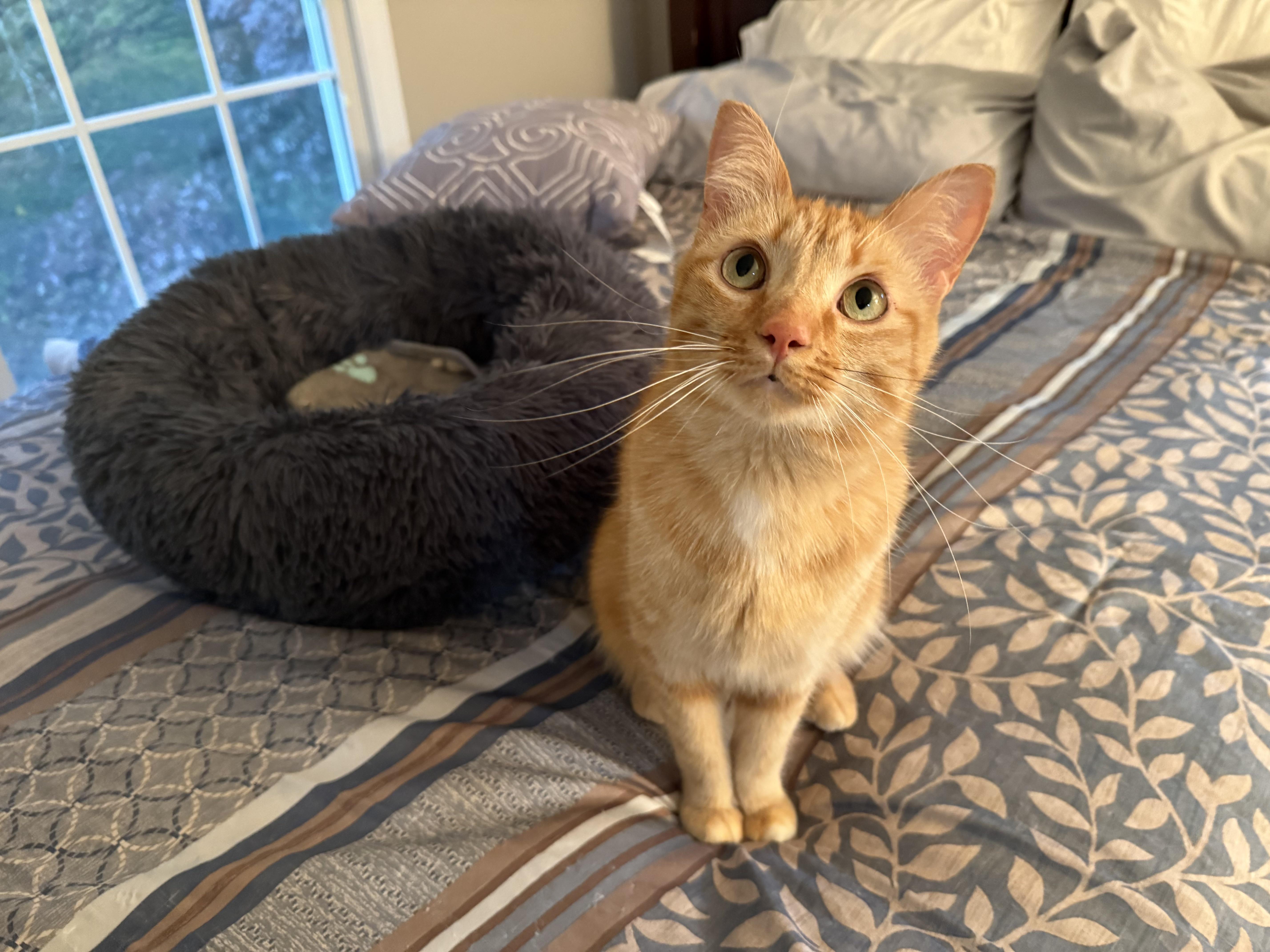 Remi (he's a dog-cat), a ADOPTABLE mixed breed in New Milford, CT image 3/6