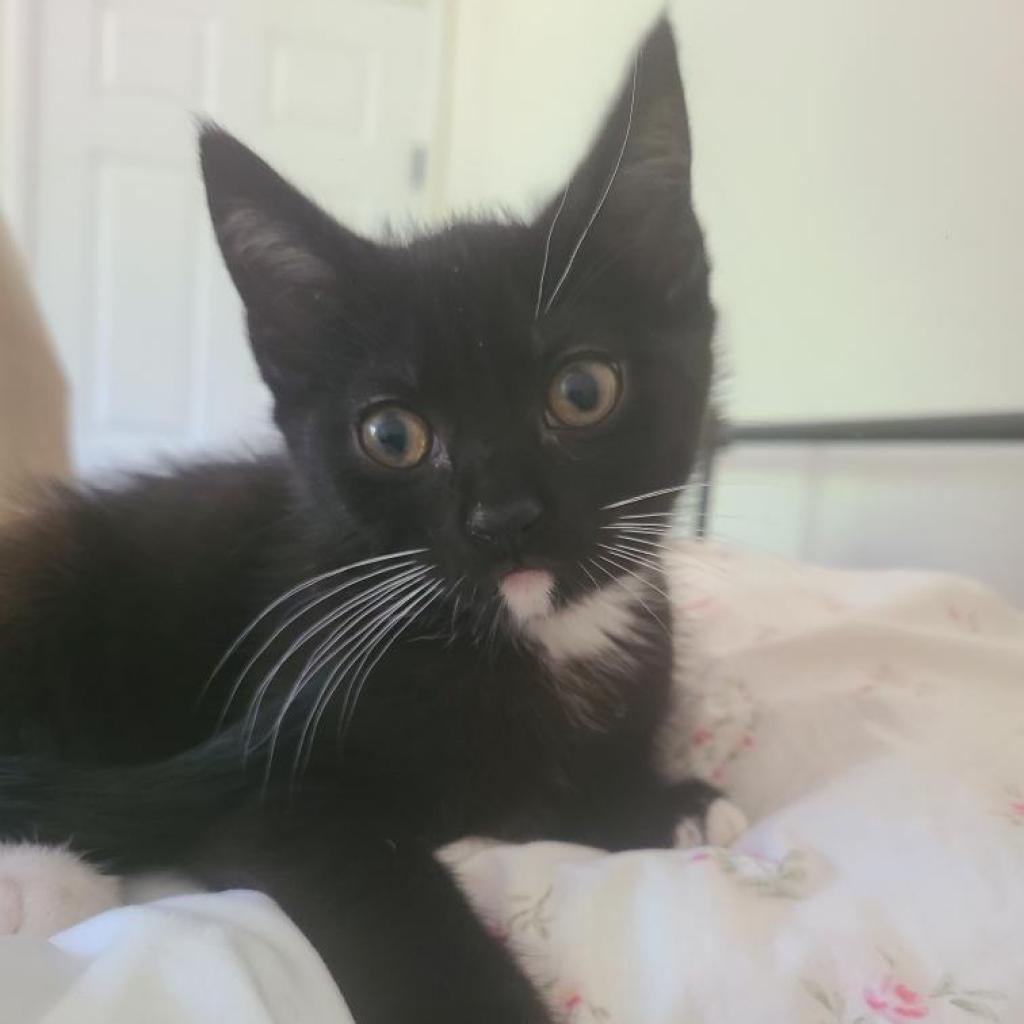 Enlarge Giuseppe, a Adoptable Domestic Short Hair in Pleasanton, CA image 1/3