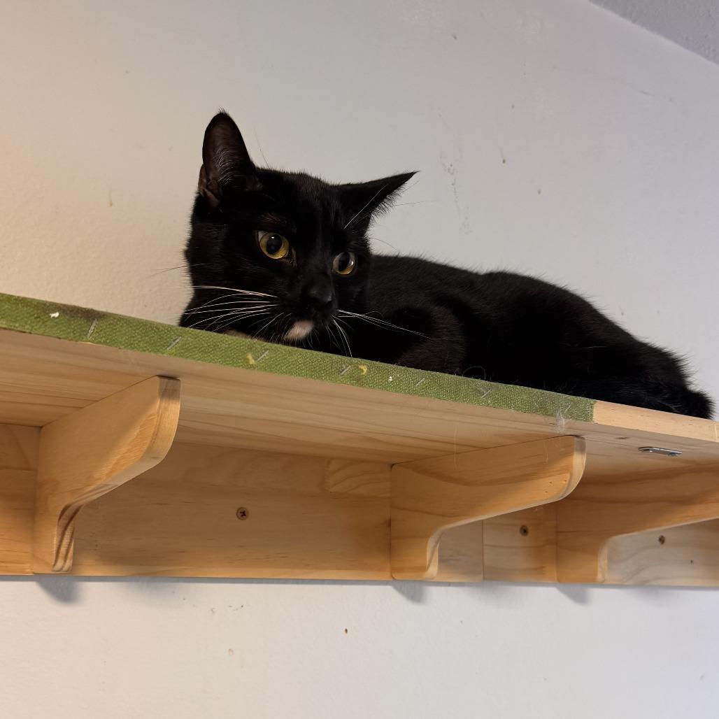 Enlarge Giuseppe, a Adoptable Domestic Short Hair in Pleasanton, CA image 2/3