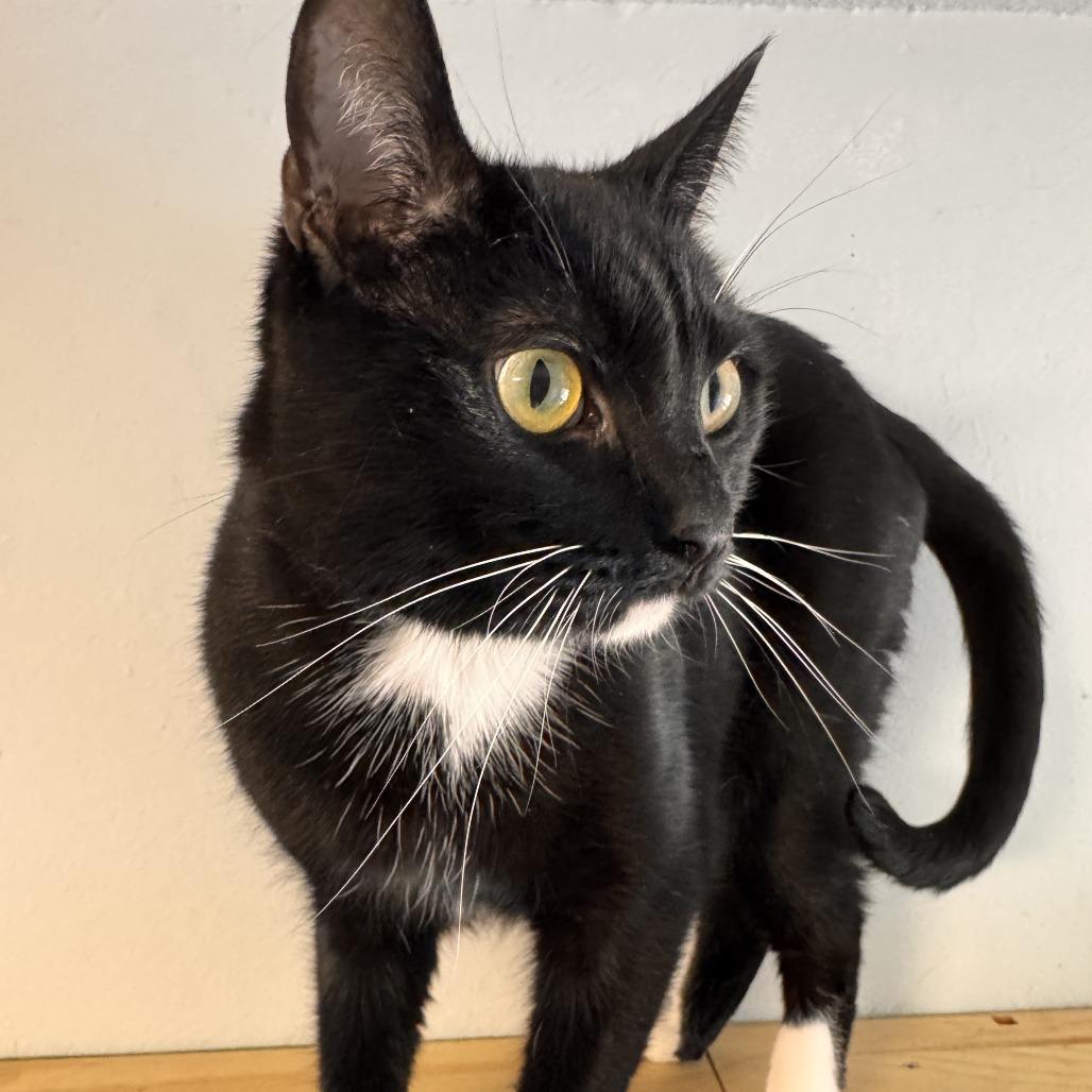 Enlarge Giuseppe, a Adoptable Domestic Short Hair in Pleasanton, CA image 3/3