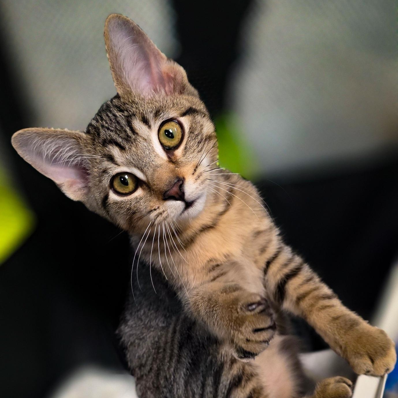 Boo + Mike, a Adoptable Domestic Short Hair in Sterling Heights, MI image 1/6