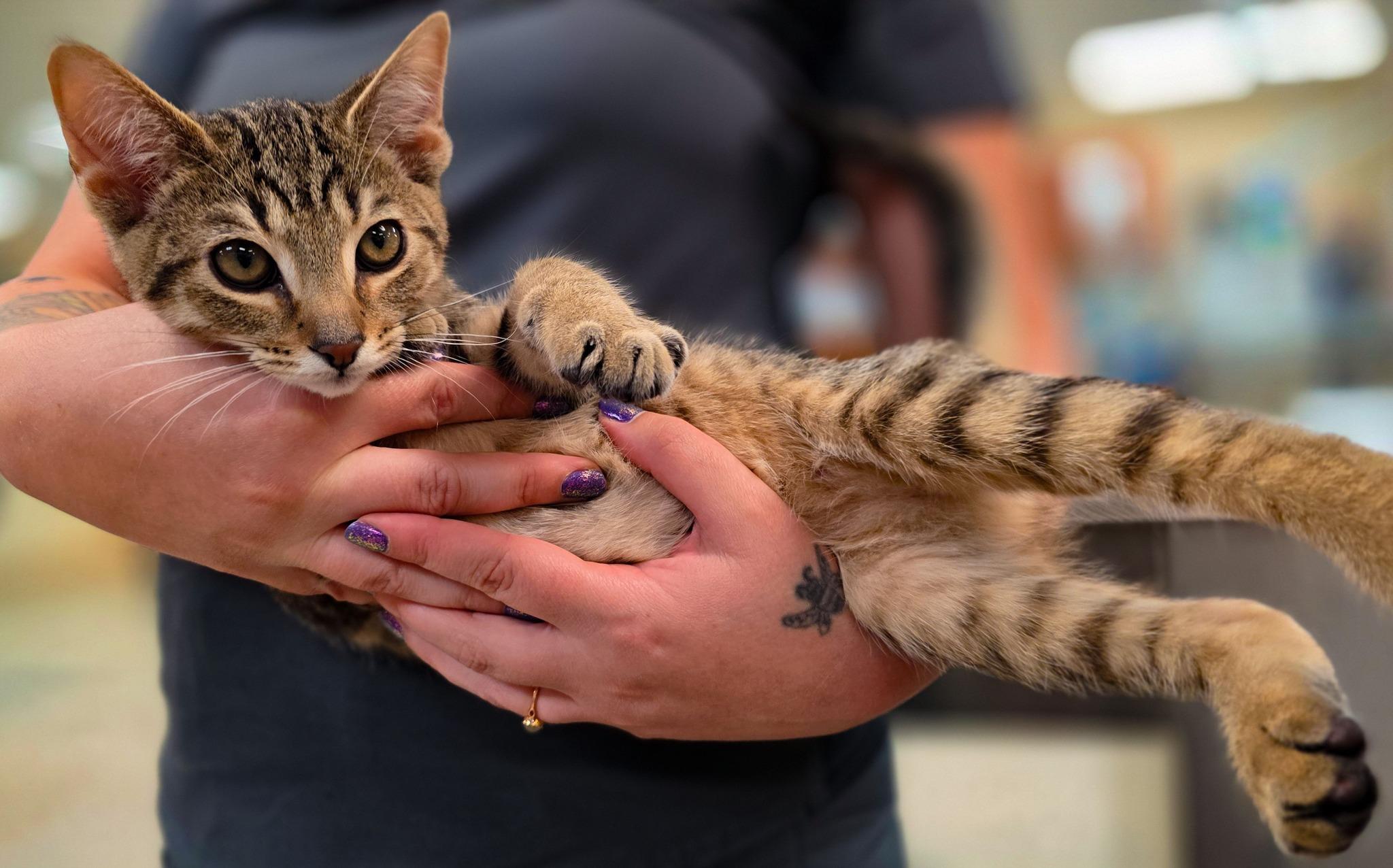 Boo + Mike, a Adoptable Domestic Short Hair in Sterling Heights, MI image 3/6