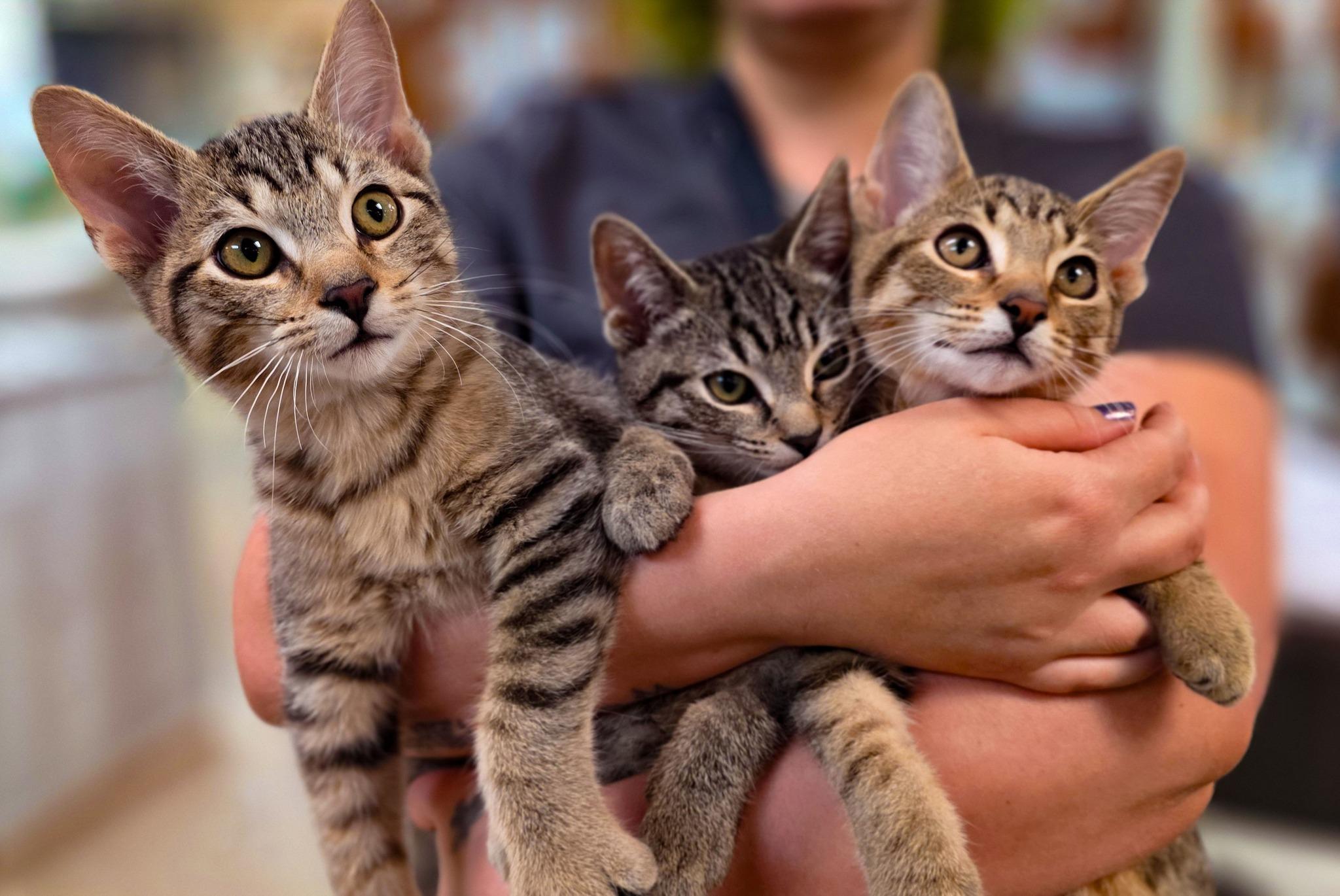 Boo + Mike, a Adoptable Domestic Short Hair in Sterling Heights, MI image 2/6