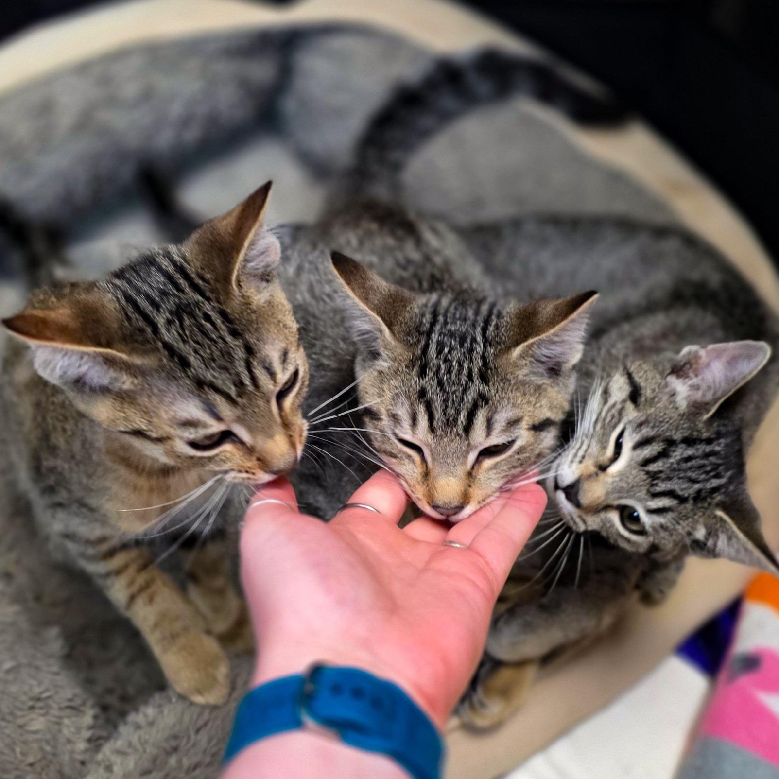 Boo + Mike, a Adoptable Domestic Short Hair in Sterling Heights, MI image 4/6