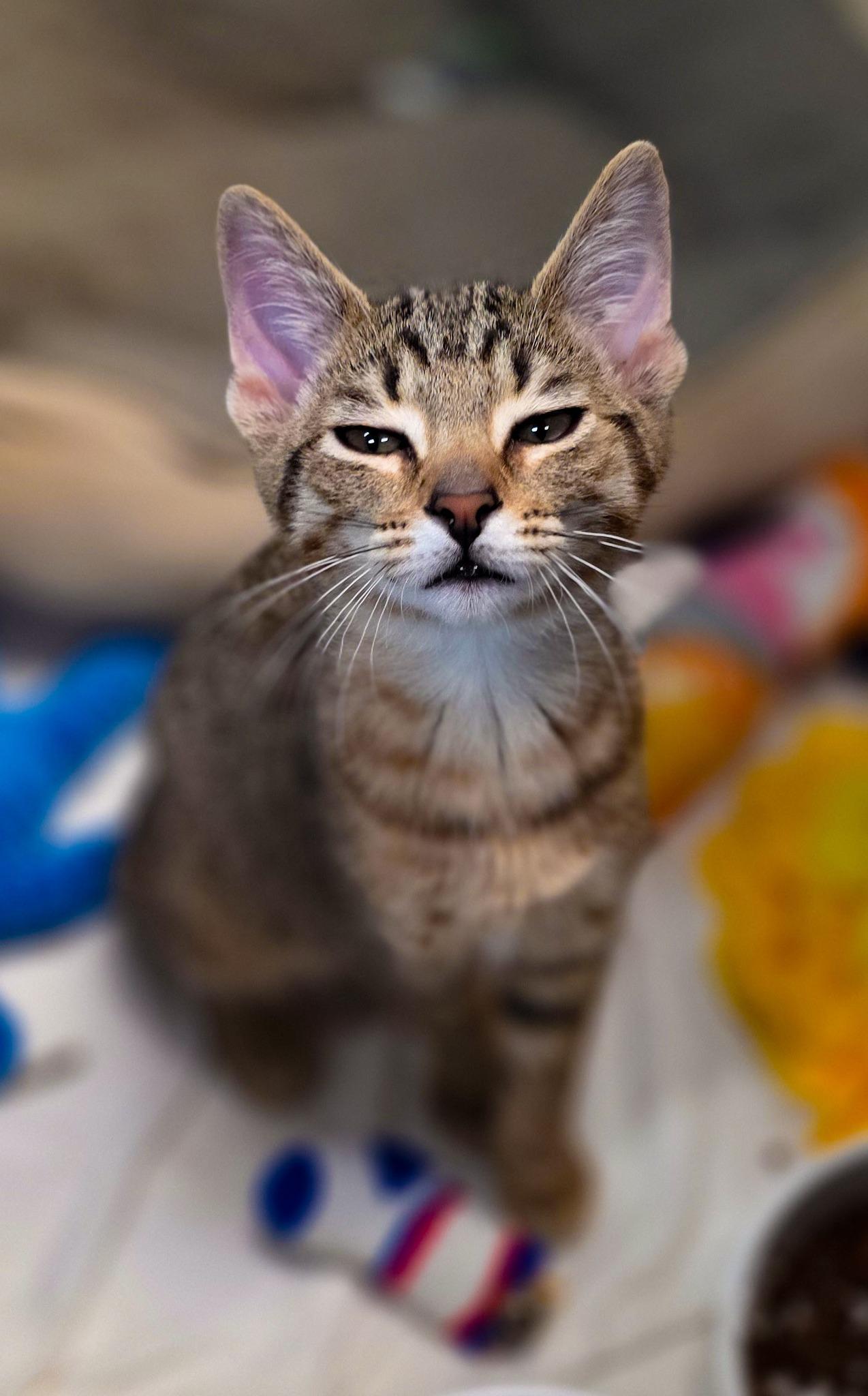 Boo + Mike, a Adoptable Domestic Short Hair in Sterling Heights, MI image 5/6