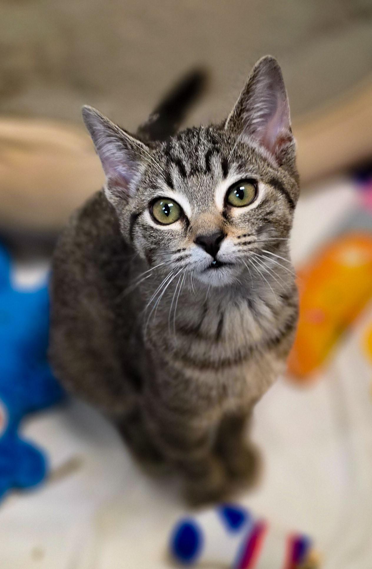 Boo + Mike, a Adoptable Domestic Short Hair in Sterling Heights, MI image 6/6