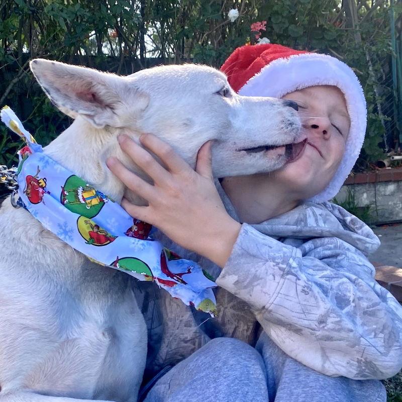 Snow, Adoptable, Young Male Husky & American Staffordshire Terrier.