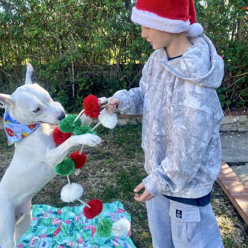 Snow, Adoptable, Young Male Husky & American Staffordshire Terrier.
