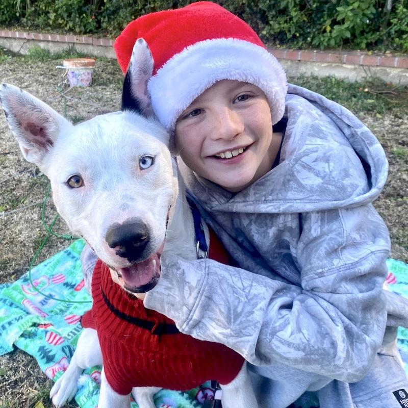 Enlarge Snow, a Adoptable mixed breed in San Juan Capistrano, CA image 3/3