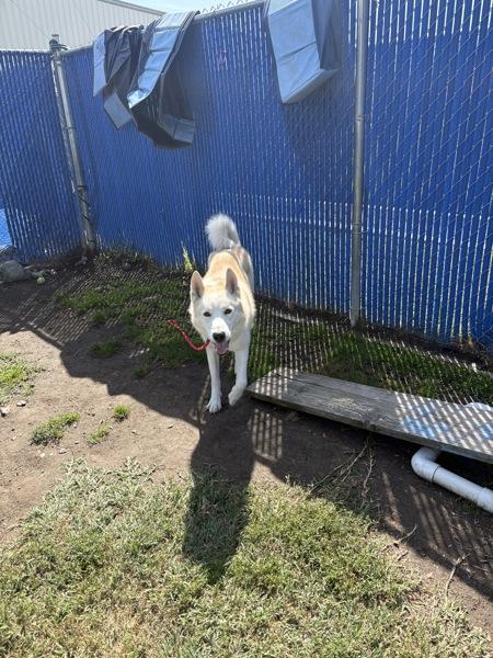 Bear, Adoptable, Adult Male Siberian Husky.