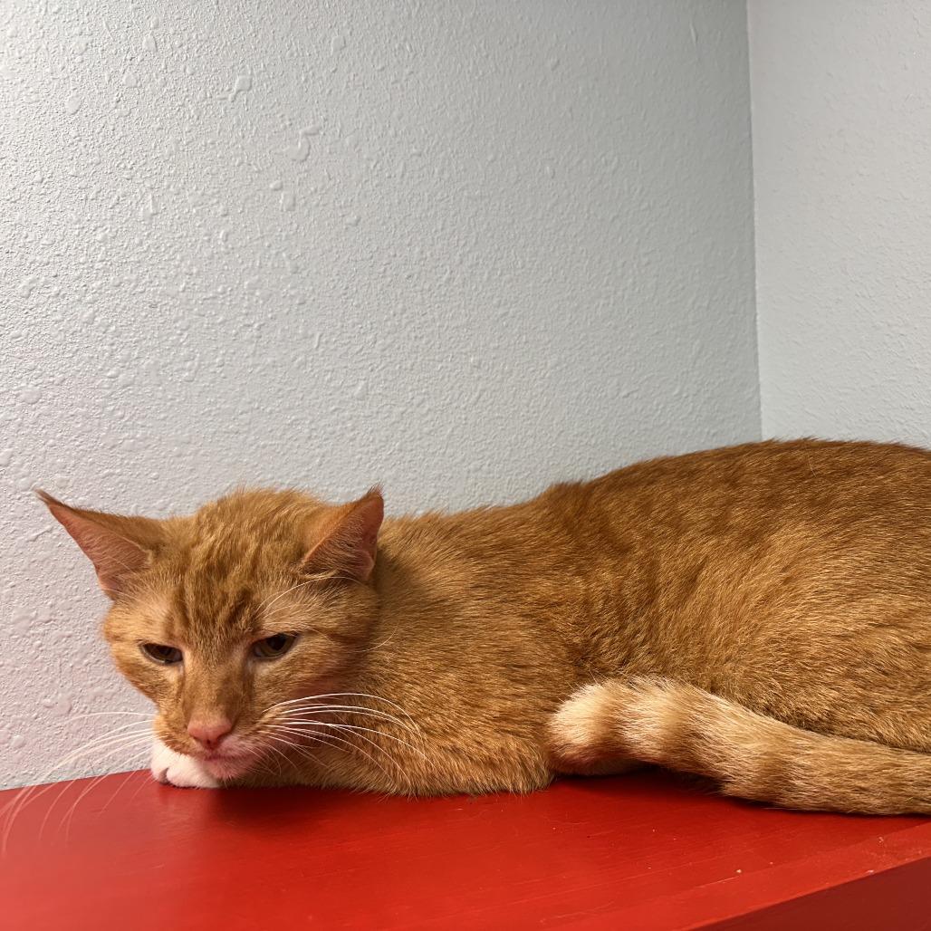 Goose (Radley), Adoptable, Adult Male Domestic Short Hair.
