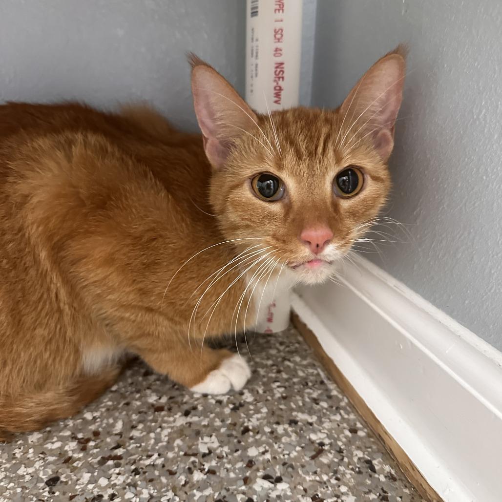Enlarge Goose (Radley), a Adoptable Domestic Short Hair in Folsom, LA image 2/6