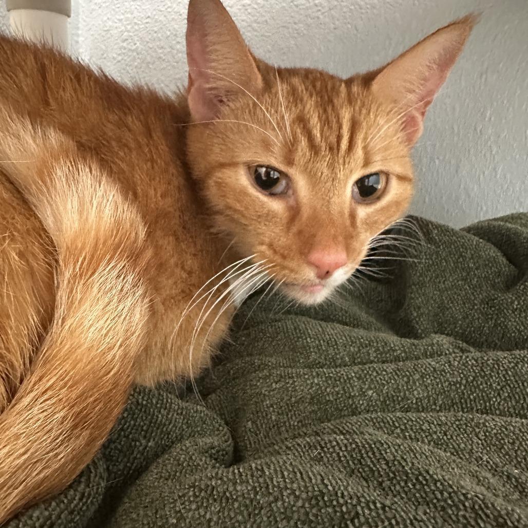 Enlarge Goose (Radley), a Adoptable Domestic Short Hair in Folsom, LA image 3/6