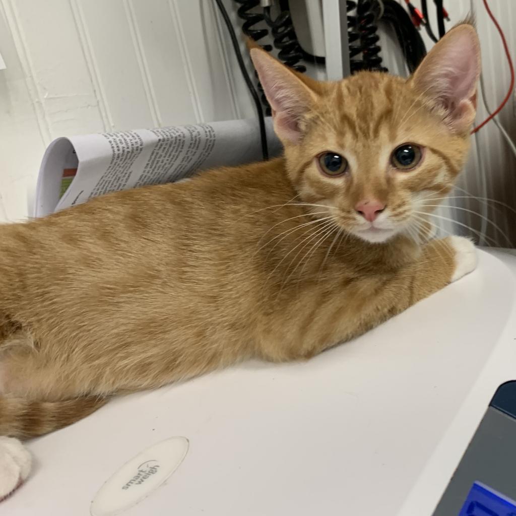 Enlarge Goose (Radley), a Adoptable Domestic Short Hair in Folsom, LA image 4/6