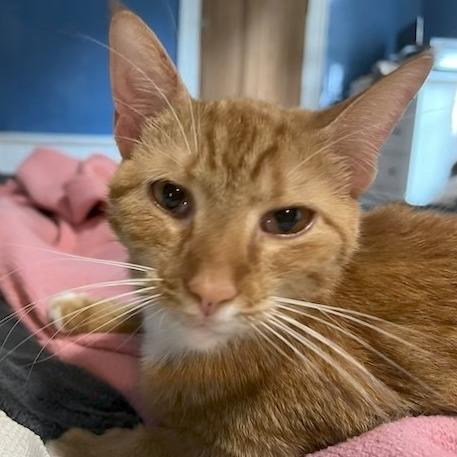 Enlarge Goose (Radley), a Adoptable Domestic Short Hair in Folsom, LA image 5/6
