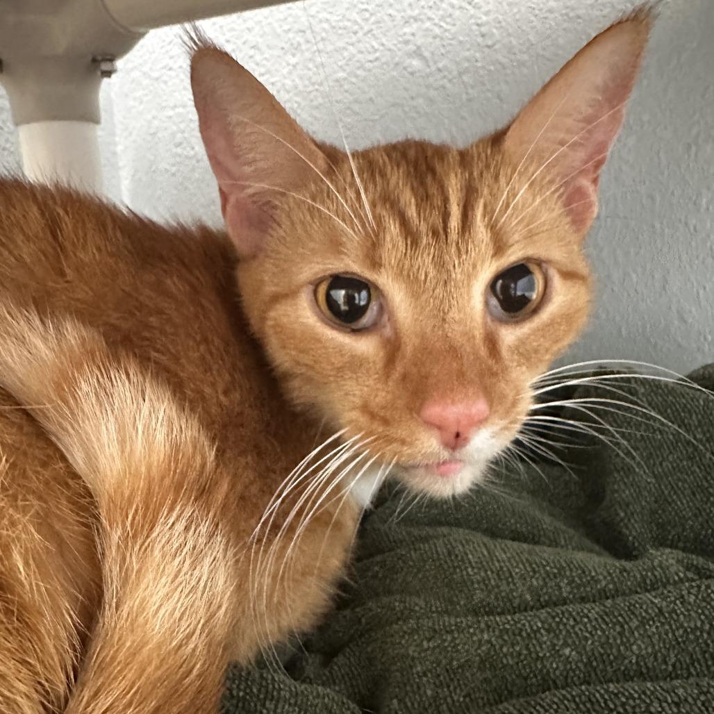 Enlarge Goose (Radley), a Adoptable Domestic Short Hair in Folsom, LA image 6/6
