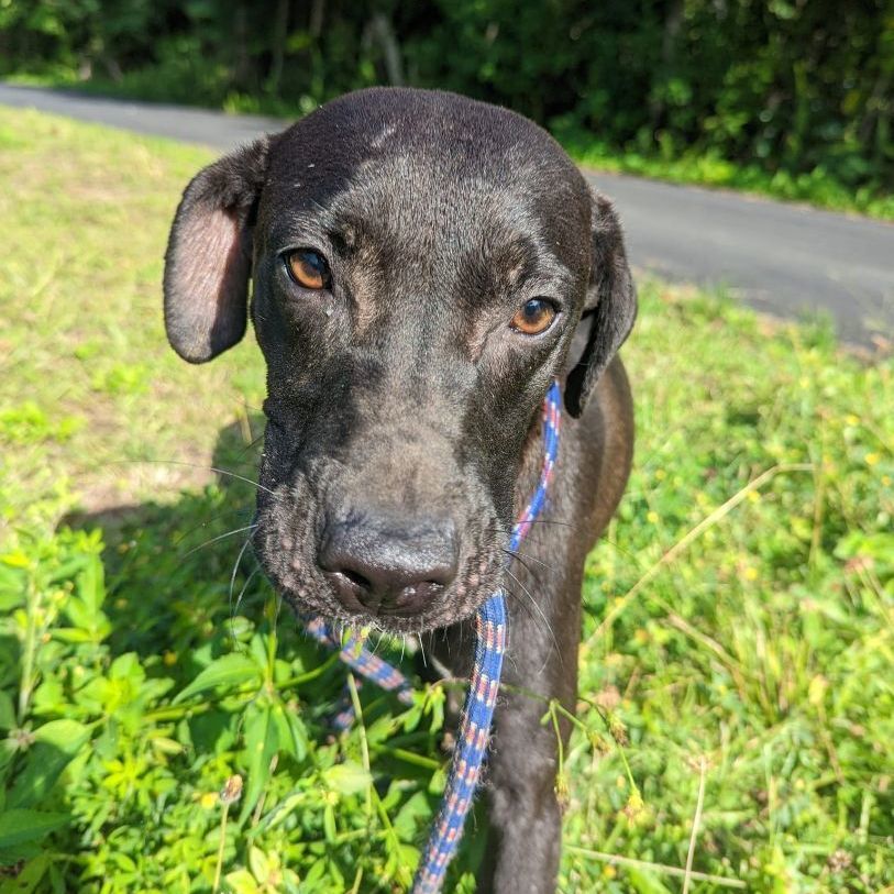 ARROW, Adoptable, Young Female Black Labrador Retriever & Flat-Coated Retriever.