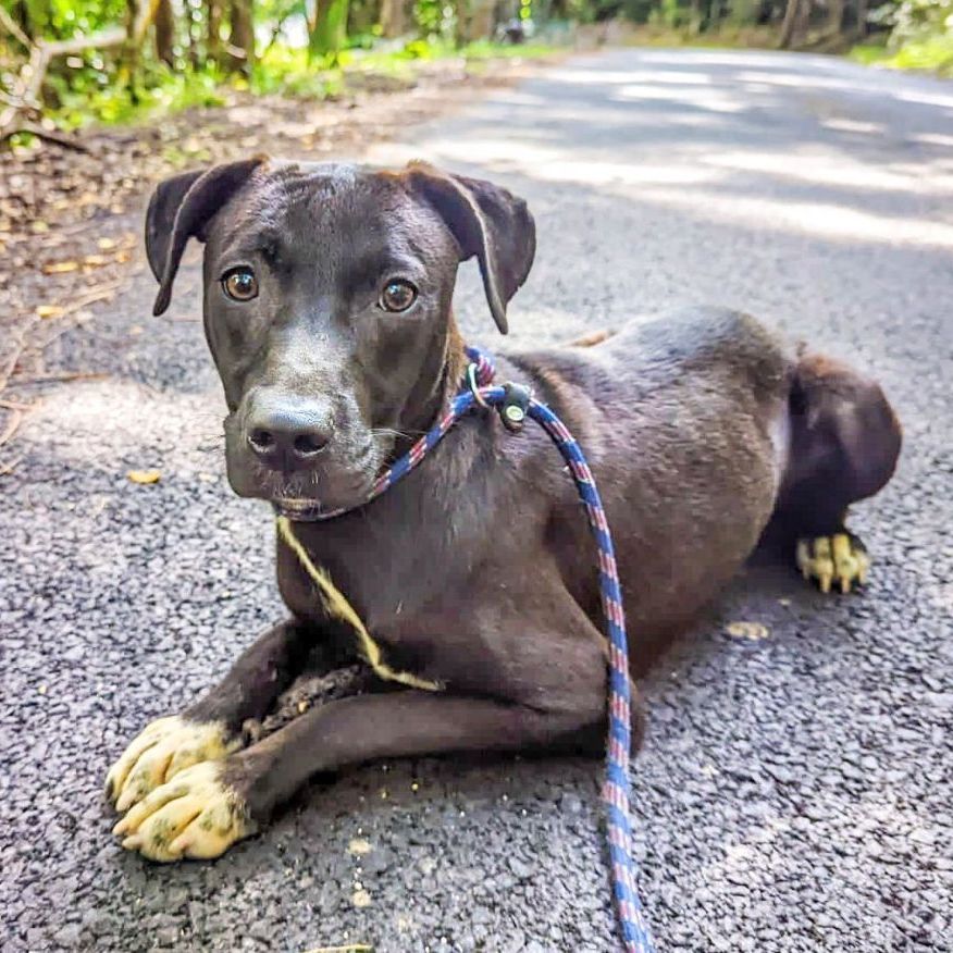 ARROW, a Adoptable mixed breed in New York, NY image 2/16