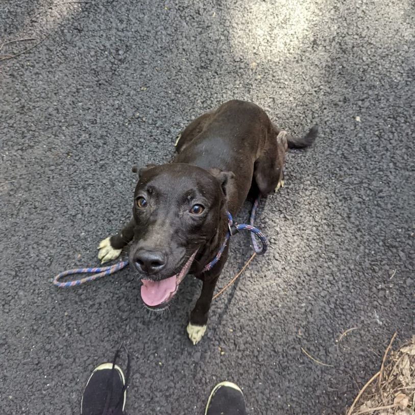 ARROW, a Adoptable mixed breed in New York, NY image 3/16