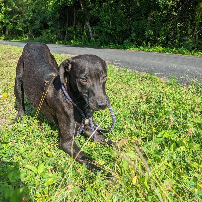 ARROW, a Adoptable mixed breed in New York, NY image 4/16