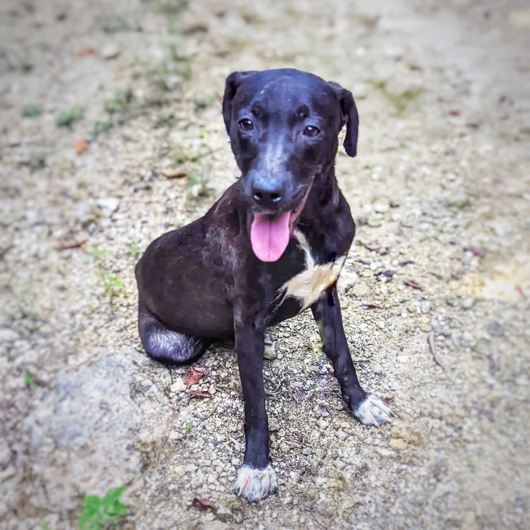 ARROW, a Adoptable mixed breed in New York, NY image 5/16