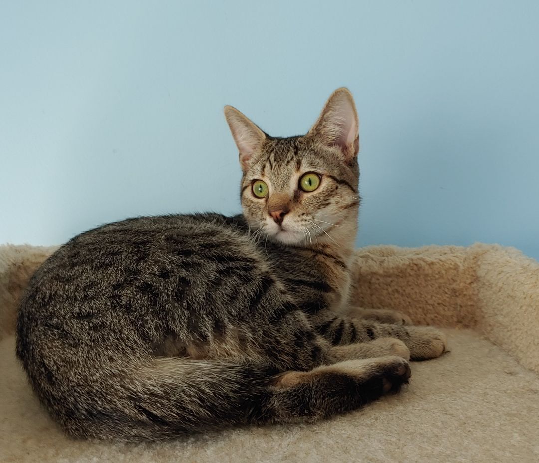 Pikachu, a Adoptable Domestic Short Hair in Wilmington, NC image 1/8
