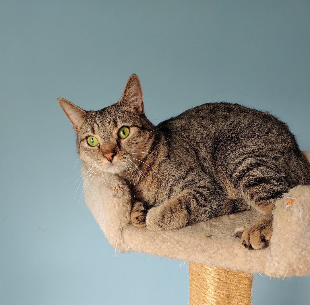 Pikachu, a Adoptable Domestic Short Hair in Wilmington, NC image 2/8