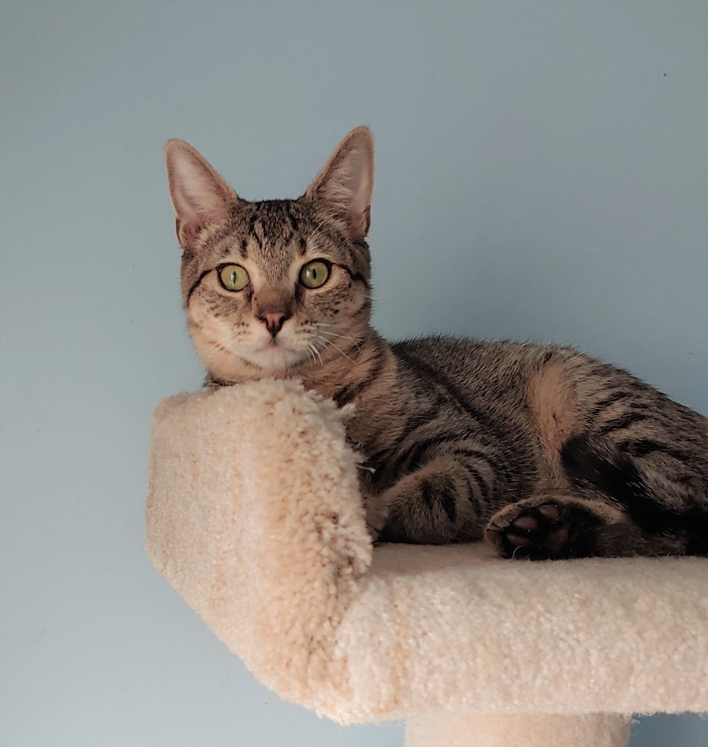 Pikachu, a Adoptable Domestic Short Hair in Wilmington, NC image 3/8