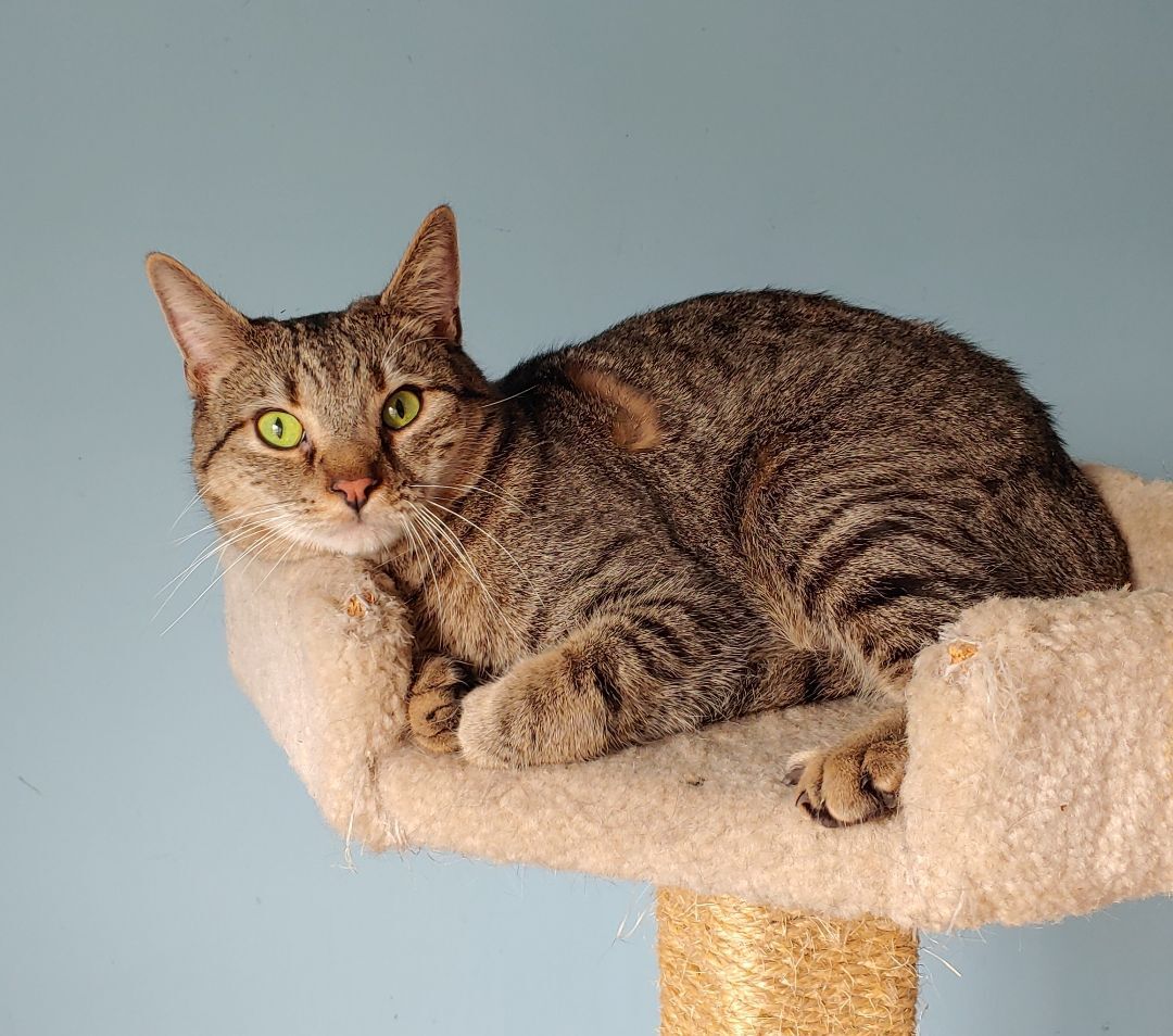 Pikachu, a Adoptable Domestic Short Hair in Wilmington, NC image 4/8