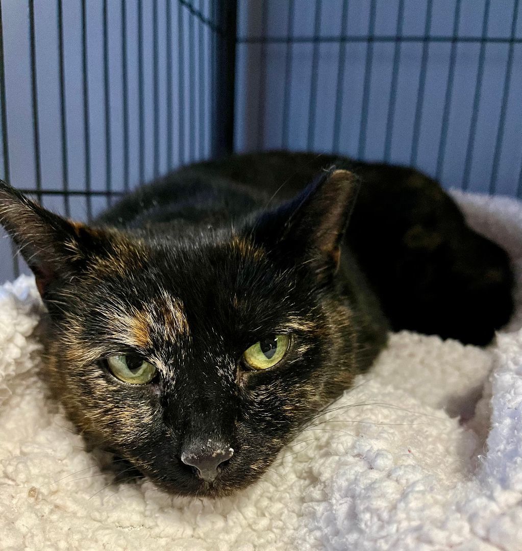 Stormi, a Adoptable Tortoiseshell in Columbus, OH image 3/6